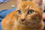 Stray #1389