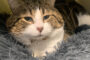 Pudge