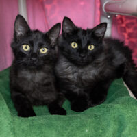 Pet of the Week "Ellie & Joel"