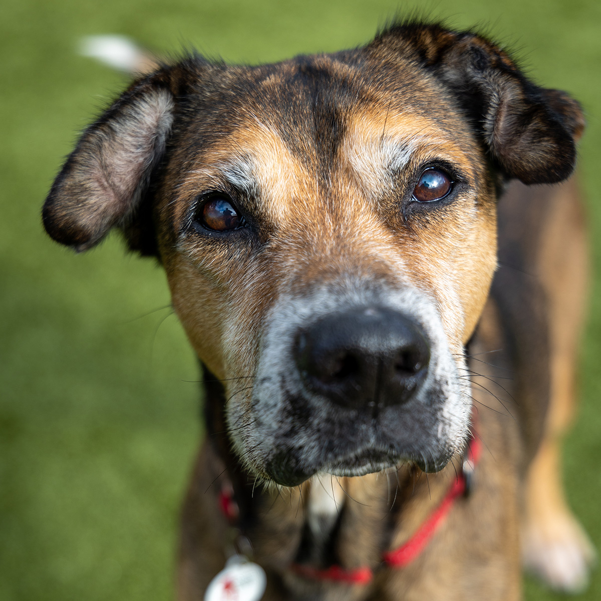 Senior Dogs at APS-FH Fetch Grant