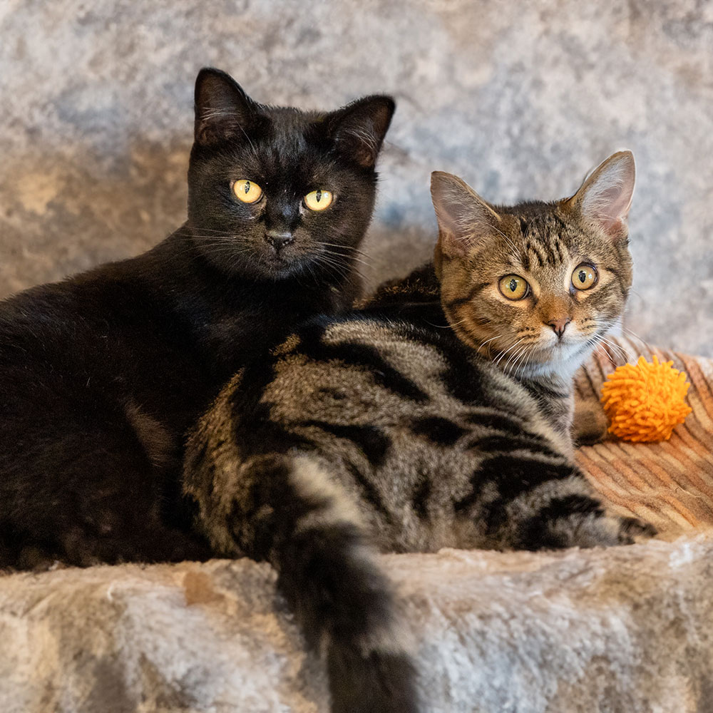 Pet of the Week “Midnight & Arlo”