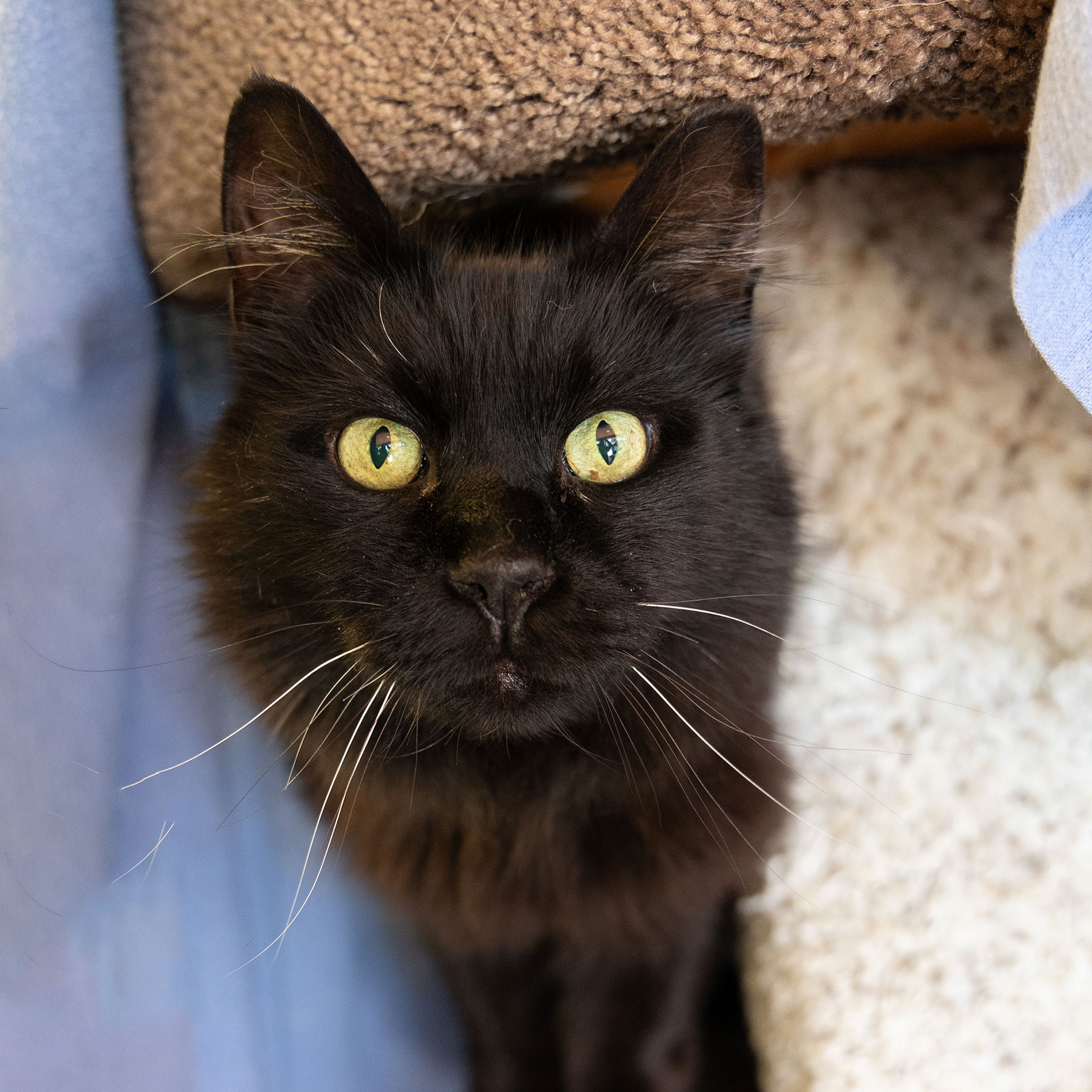 Pet of the Week “Whatcom”