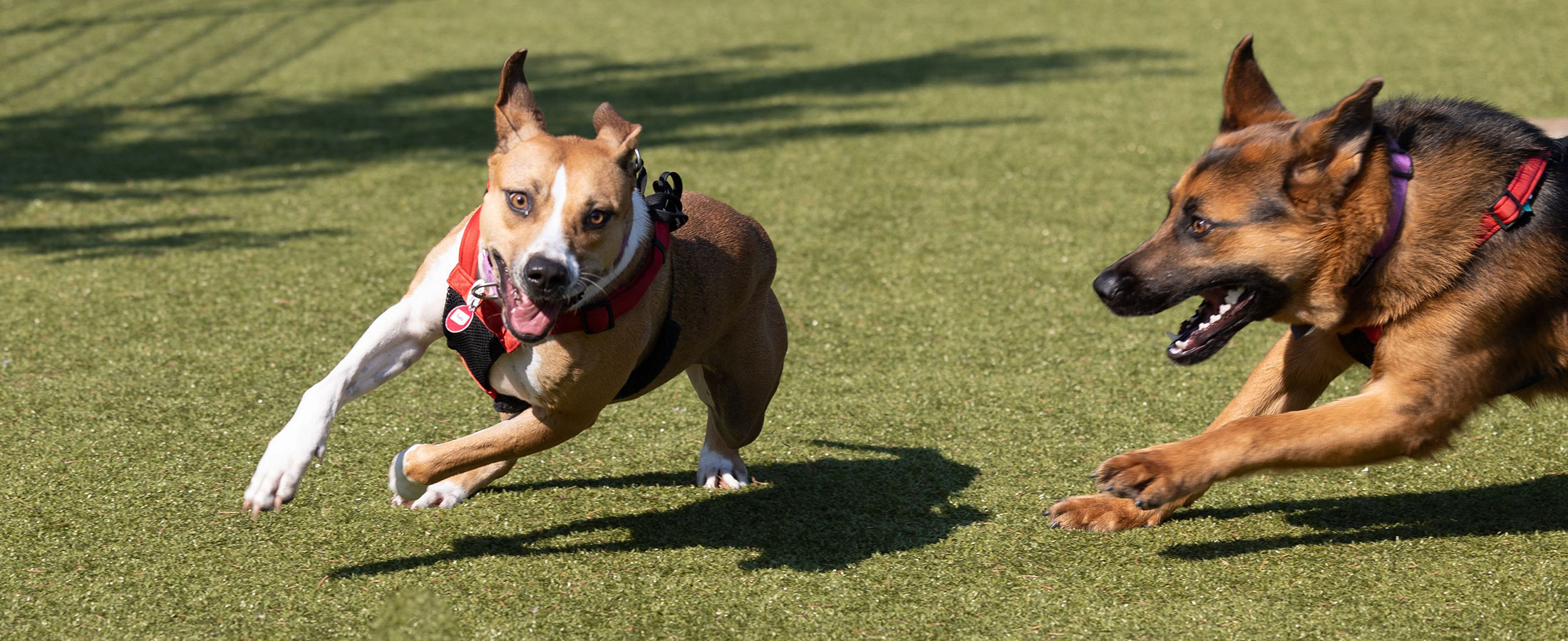 Mea and Bella playing in the yard