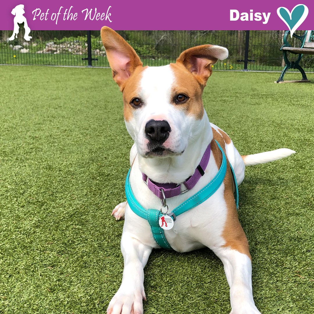 Pet of the Week - Daisy 2nd Feature