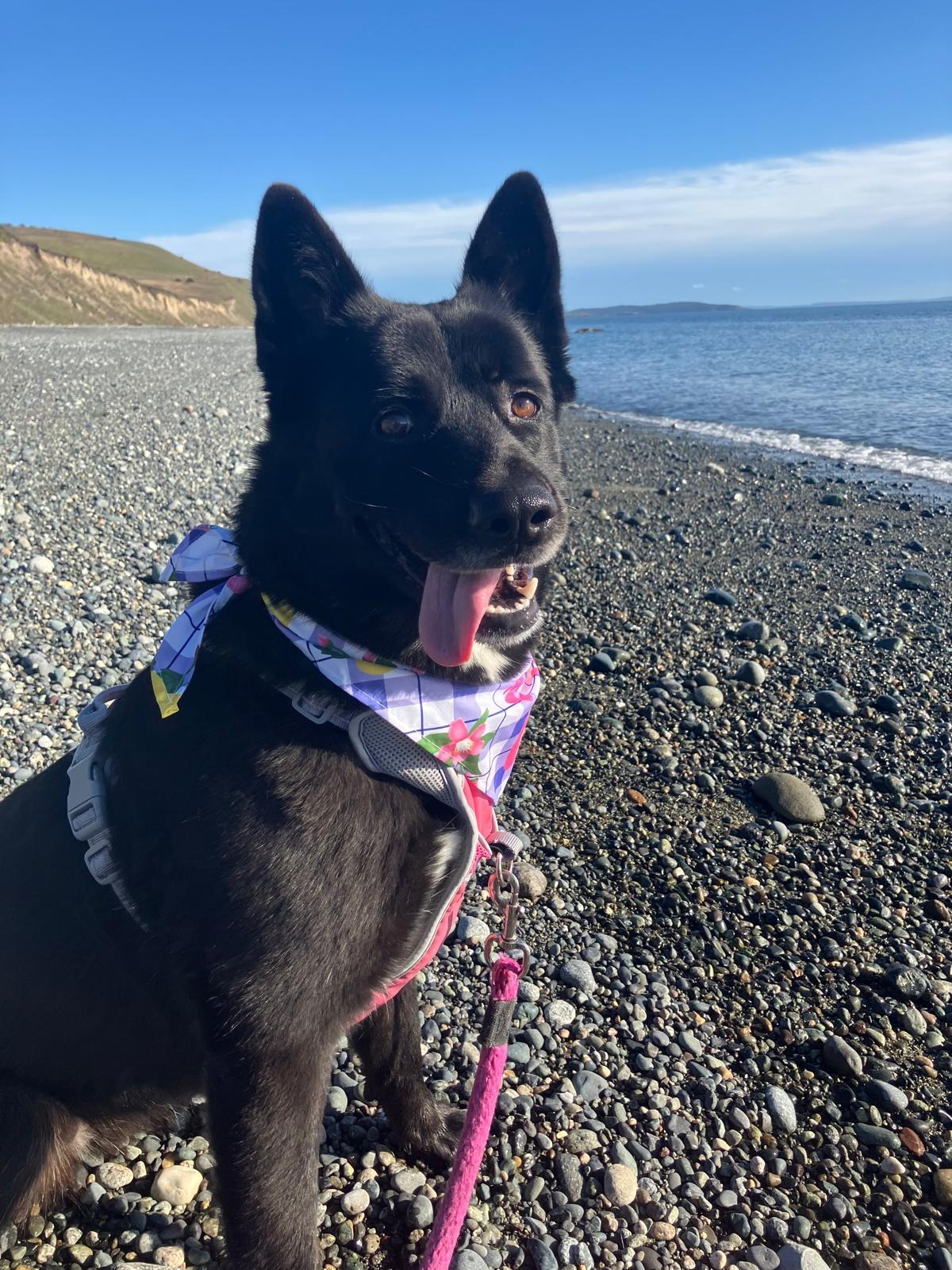 Pet Spotlight: Demi